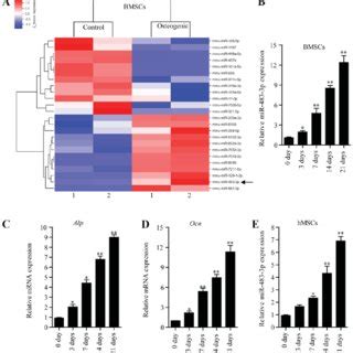 Expression Level Of MiR 483 3p During Osteogenic Differentiation Of