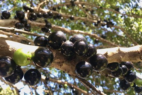 Jabuticaba veja 8 benefícios para a saúde de incluir a fruta na dieta