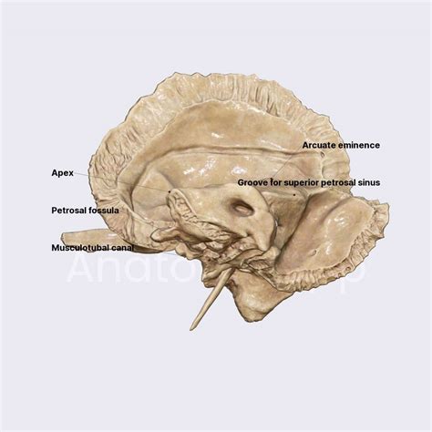 Petrous part of temporal bone | Skull | Head and Neck | Anatomy.app ...