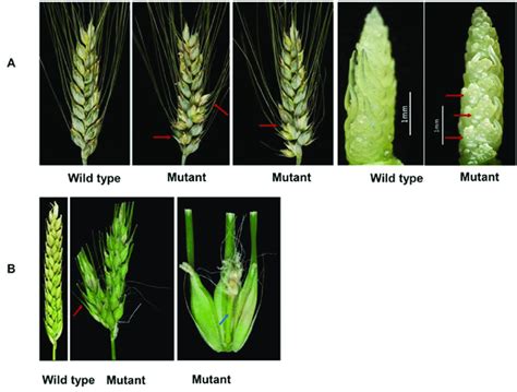 Barley Vs Wheat Plant