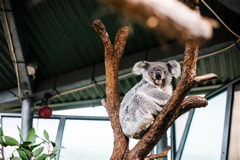 Sydney Taronga Zoo Tickets: Behind-the-Scenes Access (Mar 2024)