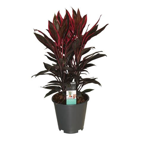 Cordyline Tango - 55 cm
