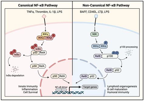 Cells Free Full Text Therapeutic Targeting of NF κB in Acute Lung