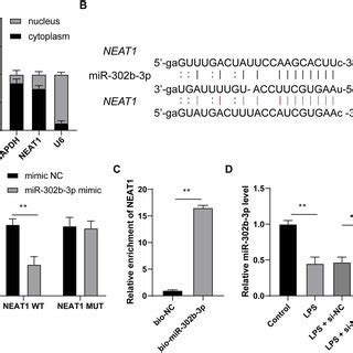 Silencing LncRNA NEAT1 Inhibited LPS Induced Trophoblastic