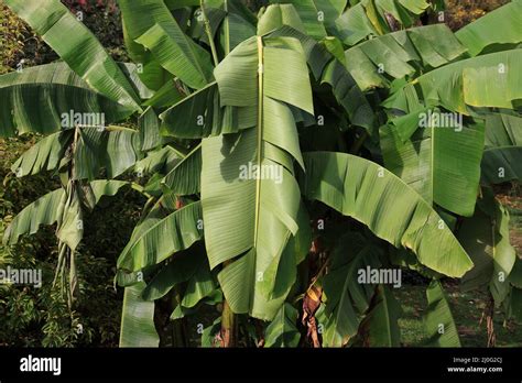 Winter Hardy Banana Tree Stock Photo Alamy