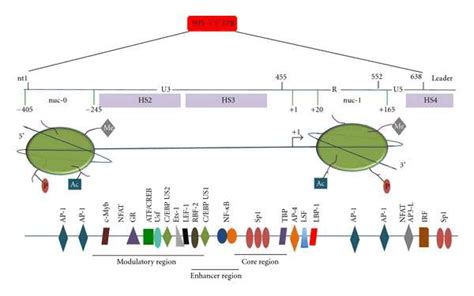 Molecular Structure Of Hiv 1 Ltr Hiv Promoter Ltr Has 3 Regions U3 R