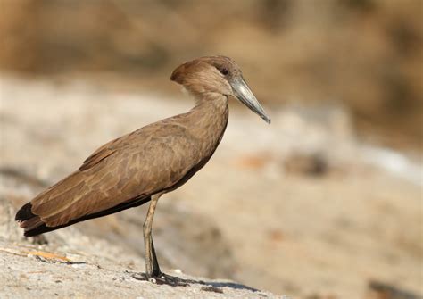 Taxonomy Hamerkop Scopidae Observation Org