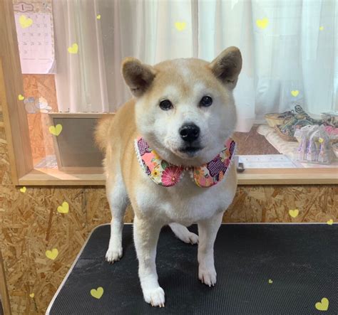 【本日のお客様】ネネちゃん【柴犬】 ⭐秋田県湯沢市 トリミングサロン かわつら⭐