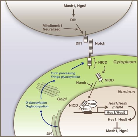 Notch Signaling Pathway The Proneural Genes Mash1 And Ngn2 Induce