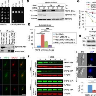 MMS Induced DNA Damage Inhibits Anaphase Onset In T Brucei A MMS