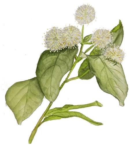 Buttonbush - The Center for Pollinator Research