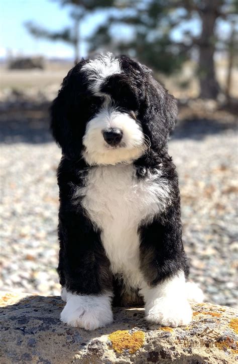 Bernedoodle Puppies Immediately Available Colorado - Bernedoodle ...