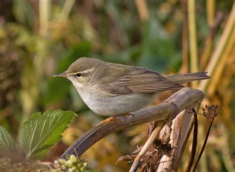 Kamchatka Leaf Warbler St Paul Island Tour