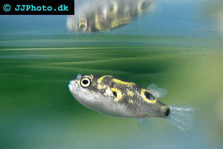 Dichotomyctere Ocellatus Ttetallskulefisk Akvaforum