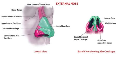 Anatomy of External Nose - Nasion, Rhinion, Supratip.