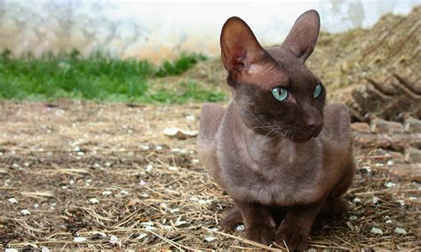 Peterbald Cat Personality Diet And Care Lil Pet