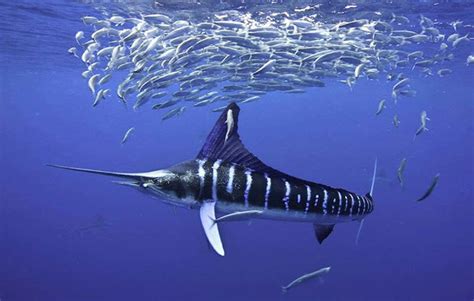 Striped Marlin