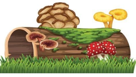 Decomposers Clipart