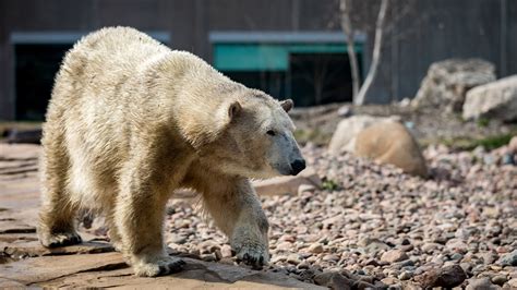 Polar Bears International - Conservation | Henry Vilas Zoo