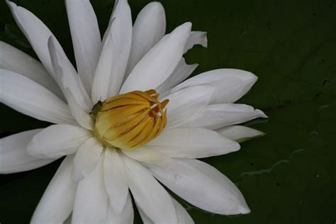 Photography and beyond: Lotus- National Flower of India