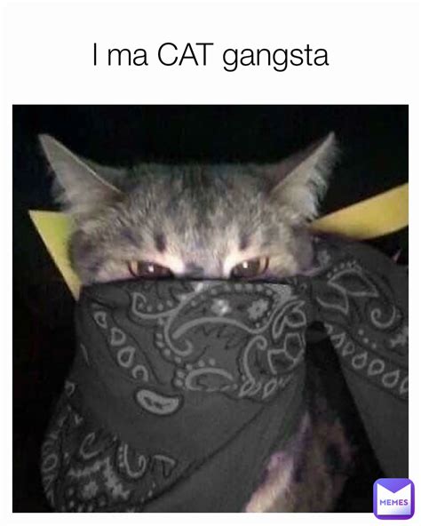 l ma CAT gangsta | @LCMEMETUXUCES | Memes