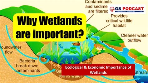 Importance Of Wetlands Explainedupsc 2022 Question Gs Podcast Youtube