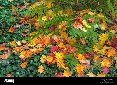 Japanese Maple Autumn Leaves Hi Res Stock Photography And Images Alamy