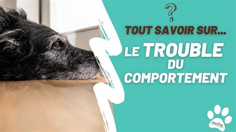 Les Troubles Du Comportement Chez Le Chien Youtube