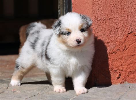 Berger Australien Elevage Des Chemins Cathares Australian Shepherd