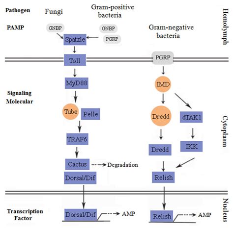 Putative Toll Pathway And Imd Pathway Putative Toll And Imd Pathways Download Scientific