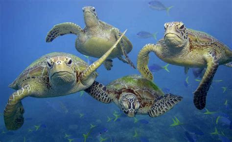 Vote to save Bowen turtles | Daily Mercury