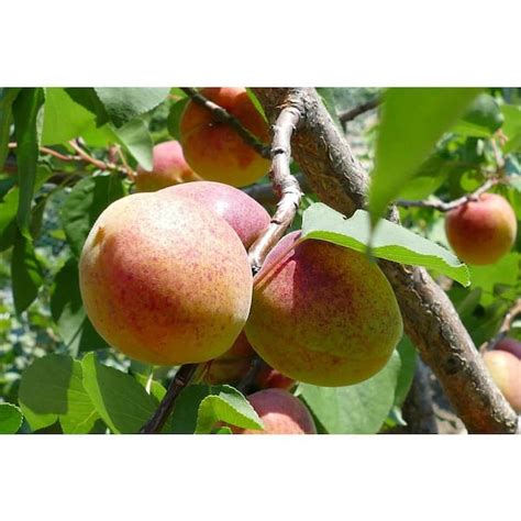 Apricot Semi Dwarf Trees