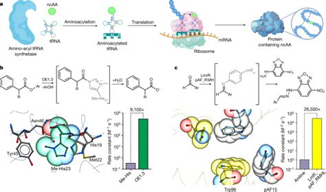 The Development Roadmap Of Enzyme Rational Design Nature The Path To