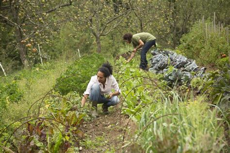 Case Study: Making a Living From a Permaculture Garden | Permaculture ...