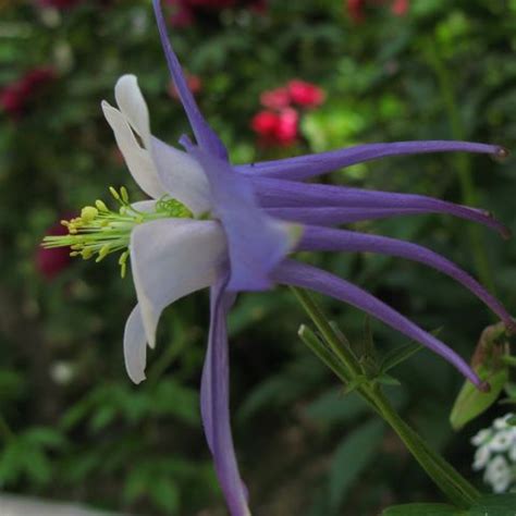 Blue Jay Columbine Songbird Series Large Dark Blue And White Flowers