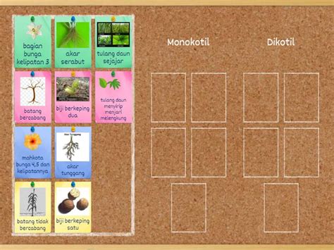 Perbedaan Tumbuhan Monokotil Dan Dikotil Group Sort