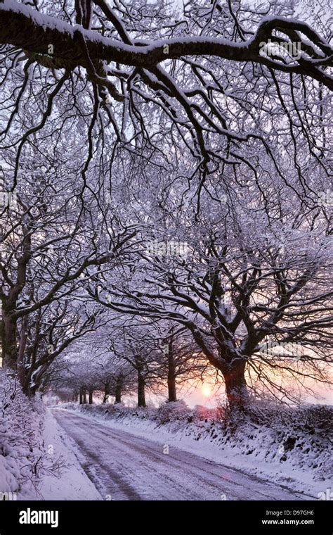 Tree Lined Country Lane In Winter Snow Exmoor Somerset England