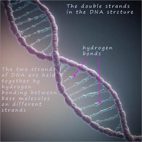 Hydrogen Bonding