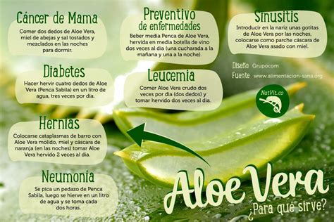 Beneficios Y Preparaci N Del Aloe Vera Crudo Aloe Vera Saludable