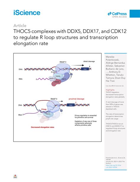 PDF THOC5 Complexes With DDX5 DDX17 And CDK12 To Regulate R Loop