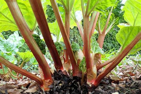 13 Of The Best Rhubarb Varieties Gardeners Path