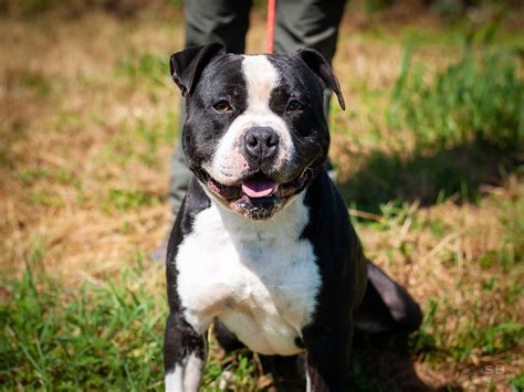 Apagi Sacco Chien American Staffordshire Terrier La Robe Noire Et