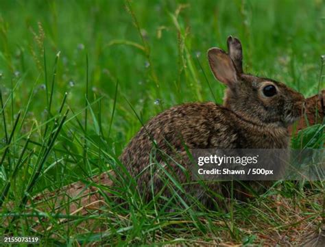cotton tail stock  high res pictures  images getty