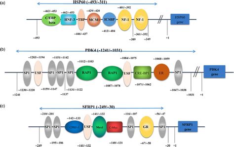 Colour Online Transcription Factor Binding Sites Prediction In Gene Download Scientific