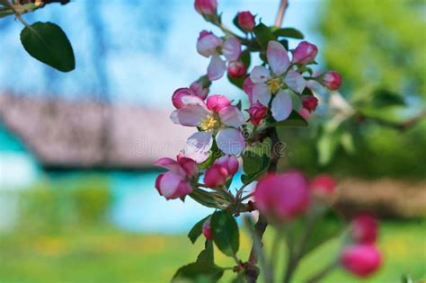 Apple Tree Blooms In Spring Blooming Apple Tree Branch Stock Photo