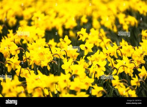 Daffodils Brightneing Up The Roadside Verges Of Penny Bridge In South