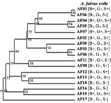 Figure 3 From Genetic Diversity Of Aspergillus Flavus Contamination Of