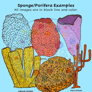 Porifera Sponge Anatomy Life Cycle Biology Clip Art by The Biology Bar