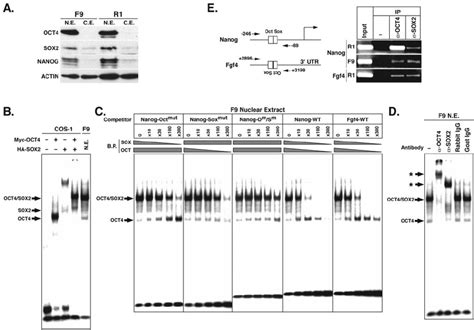 Binding Of Endogenous Oct4 And Sox2 To Octamer And Sox Elements In F9