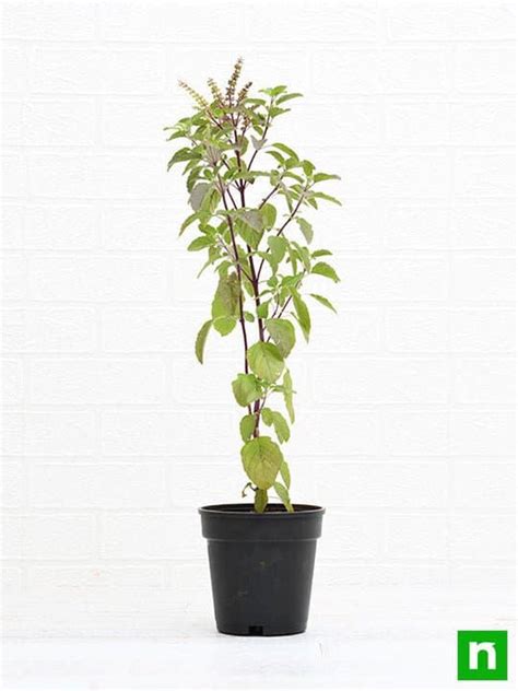 Buy Krishna Tulsi Plant Holy Basil Ocimum Tenuiflorum Black Plant